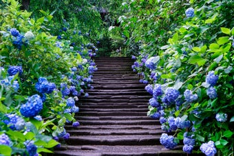 石の階段が紫陽花の花で縁取られた緑豊かな庭園の中を通っている風景。