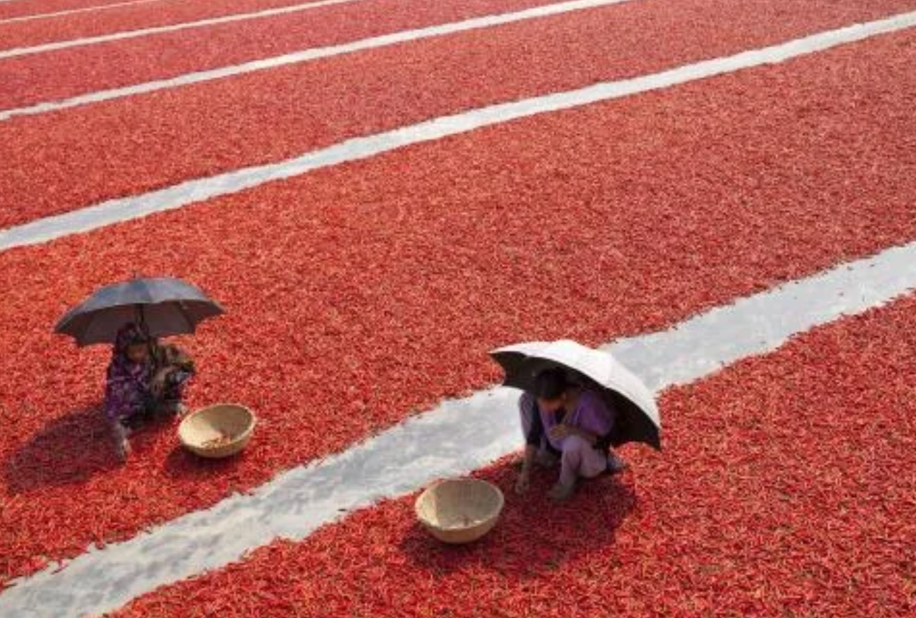 Two radical sitting with umbrellas connected a immense tract of drying peppers, each with a handbasket successful beforehand of them