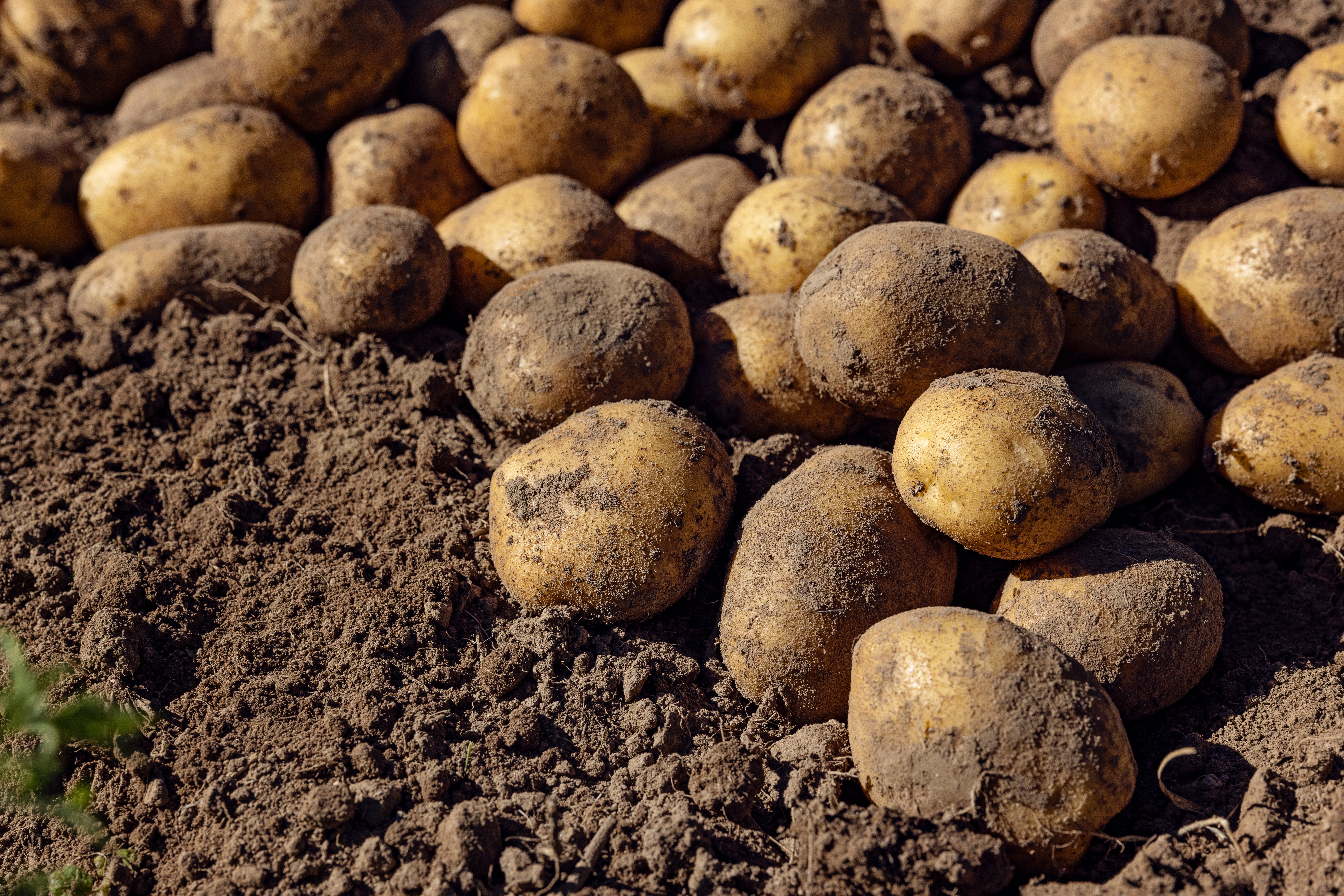 Freshly harvested potatoes lying connected soil, showcasing their natural, unwashed state