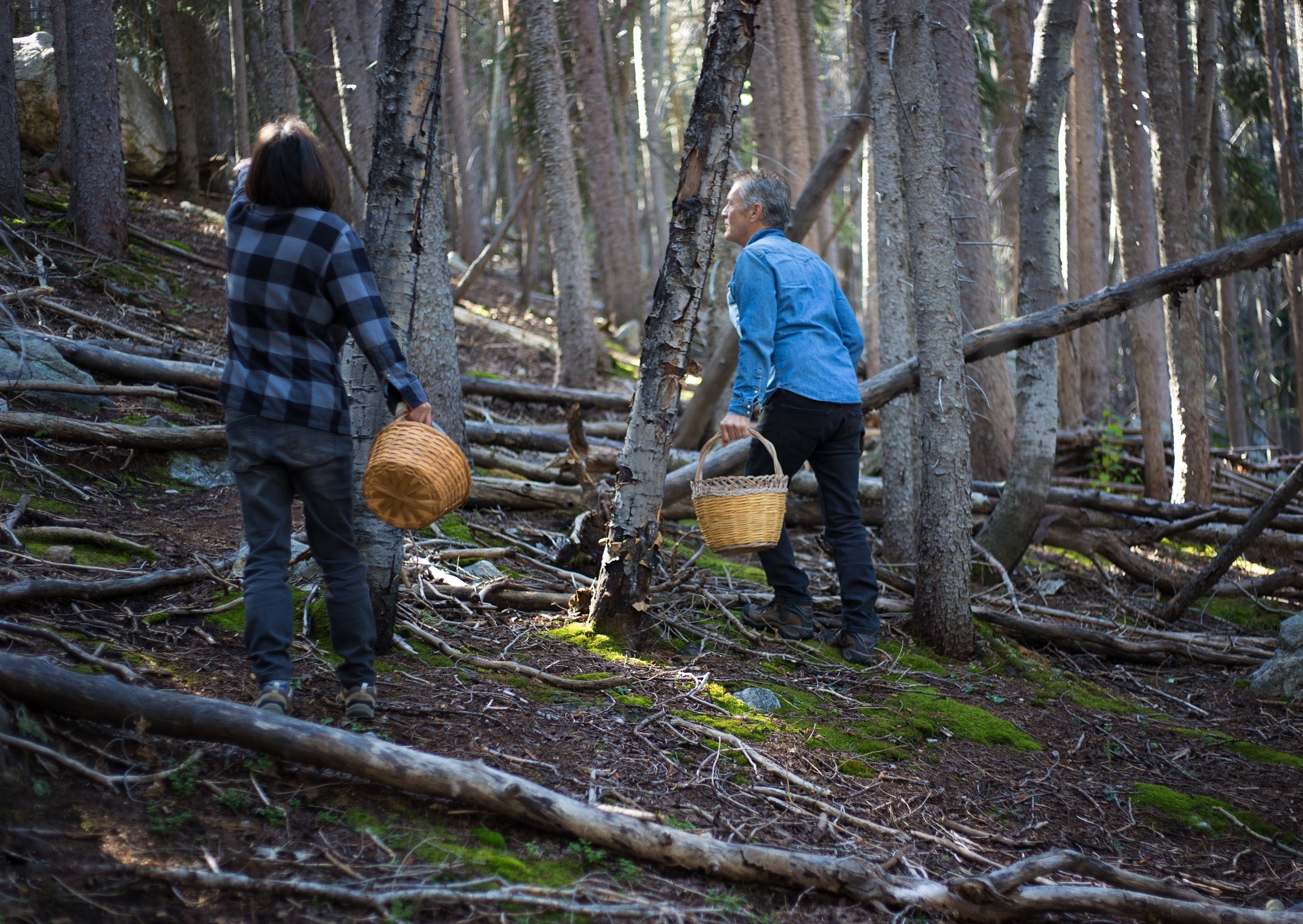 Two radical locomotion done a wood carrying wicker baskets, apt for foraging, amid gangly trees and scattered branches