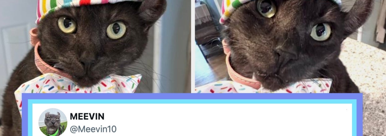 18 Of The Funniest, Cutest, And Most Wholesome Posts From The Internet This Week That I Curated Just For You, Because I Love You