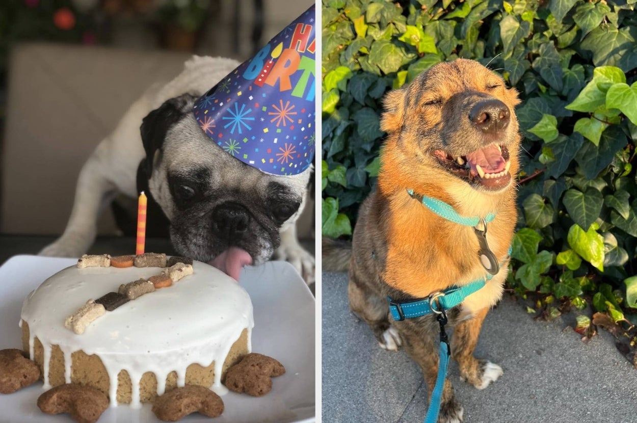 On the left, a pug in a party hat licks a dog birthday cake. On the right, a smiling dog wearing a harness and leash stands on a path