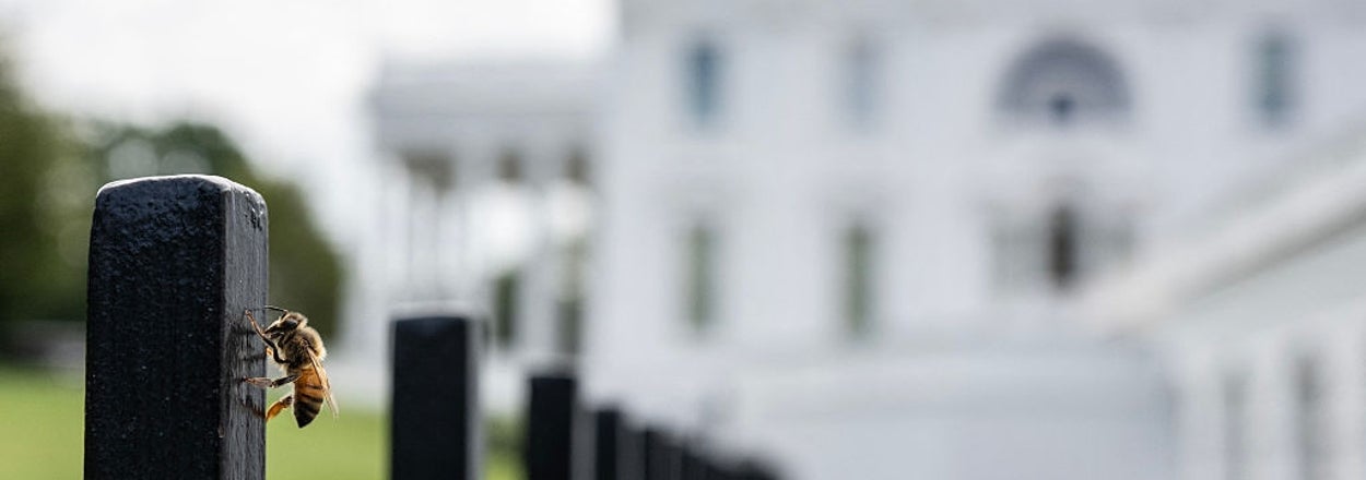 Thousands Of Bees Swarmed The White House, And The Reactions Are Hilariously Ominous