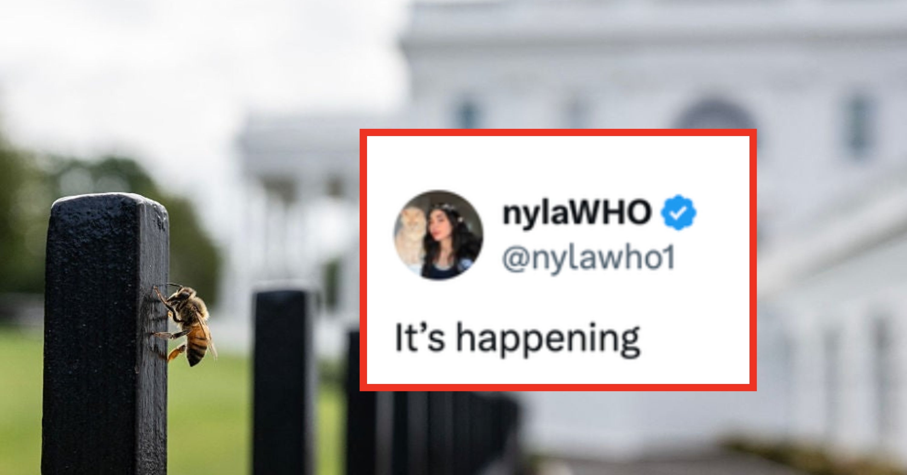 Thousands Of Bees Swarmed The White House, And The Reactions Are Hilariously Ominous