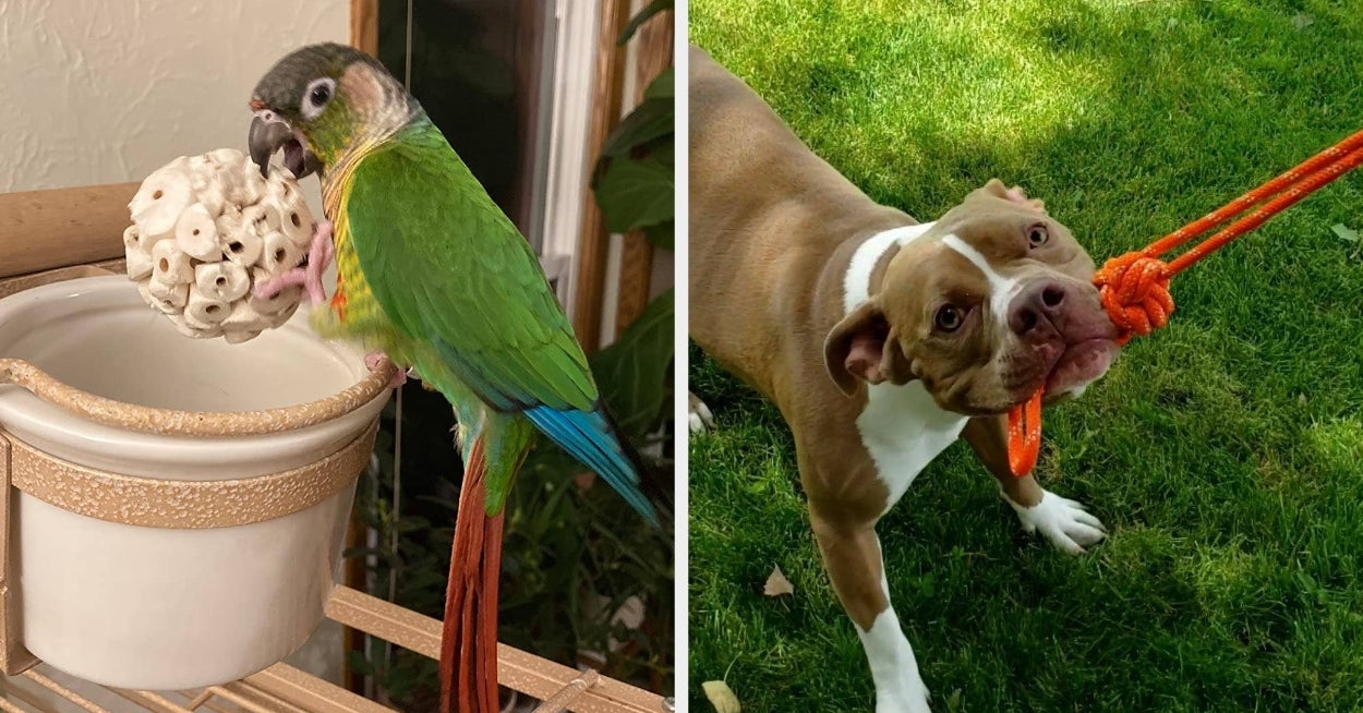 These 27 Products Are Designed To Keep Your Pets Entertained