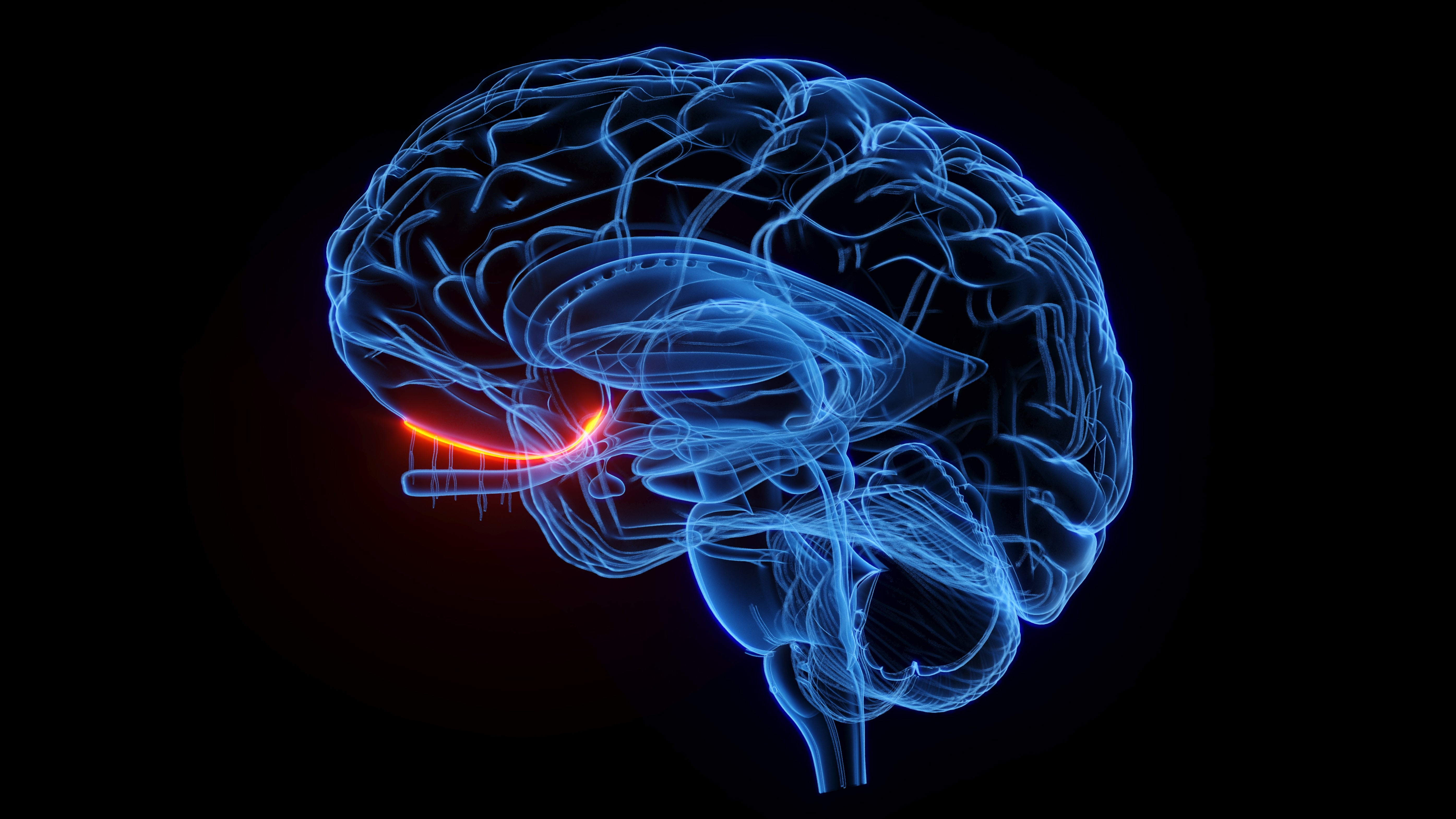 Digital illustration of a quality encephalon highlighting the hippocampus successful red, acceptable against a acheronian background