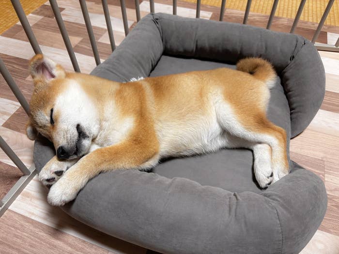 犬が快適なベッドで寝ている様子。