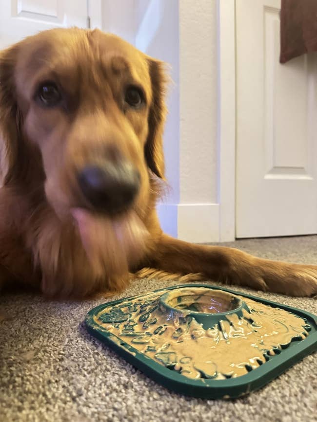 Dog licking peanut food  disconnected  a textured mat connected  the floor