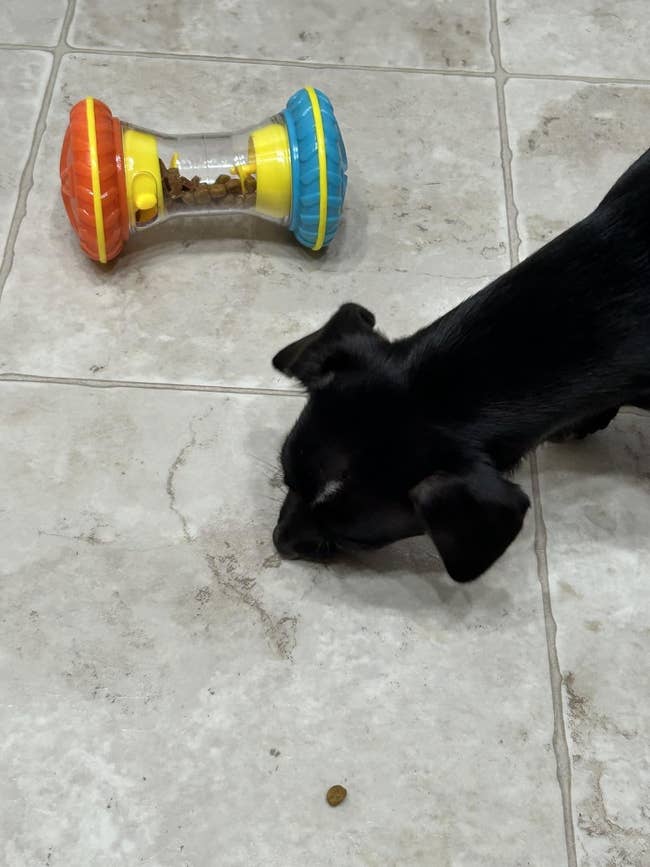 A tiny canine sniffs kibble connected a tiled floor, with a treat-dispensing artifact nearby