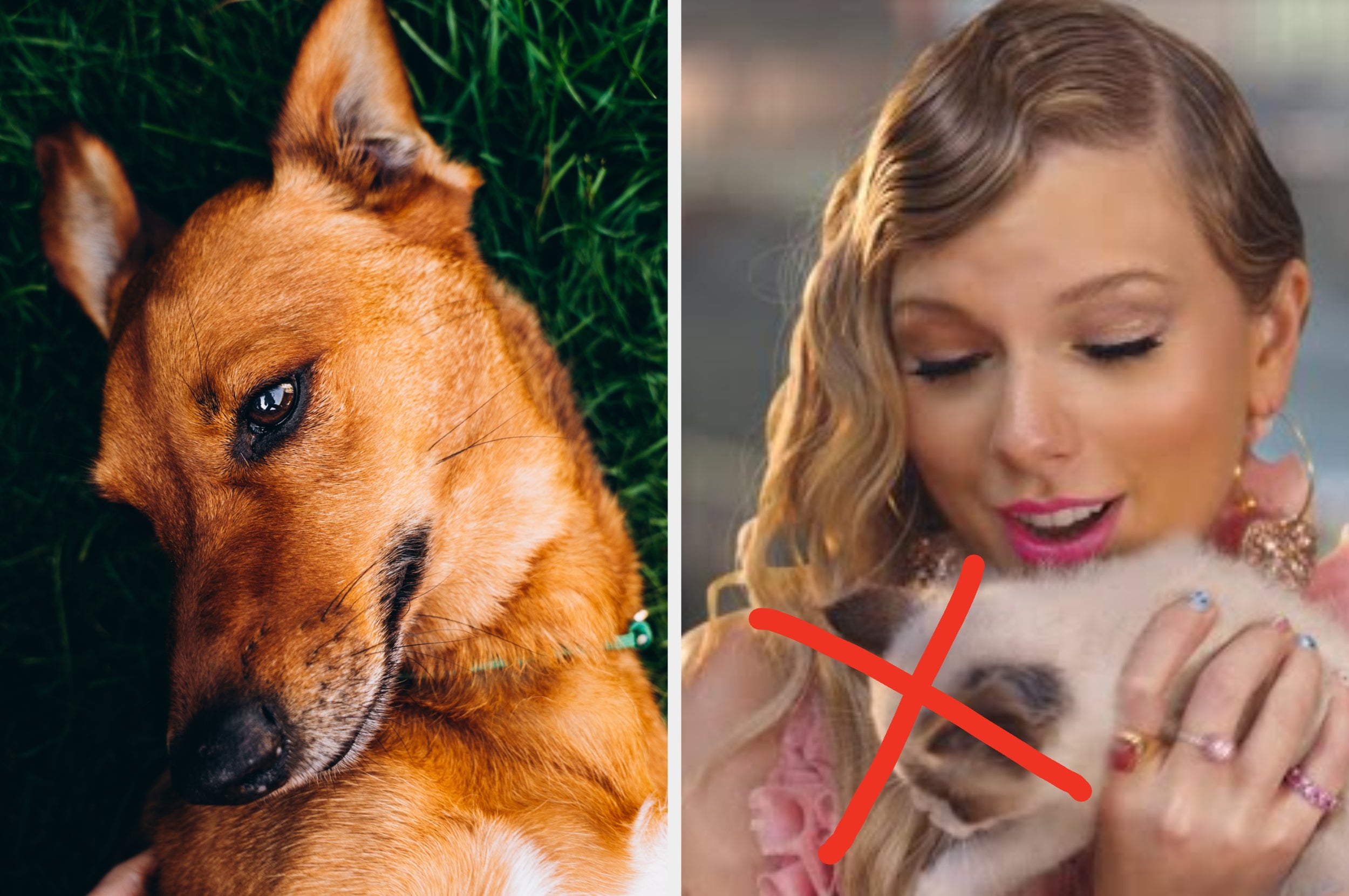 Left: Close-up of a relaxed dog laying on grass. Right: Person joyfully holding a kitten, marked with a red X