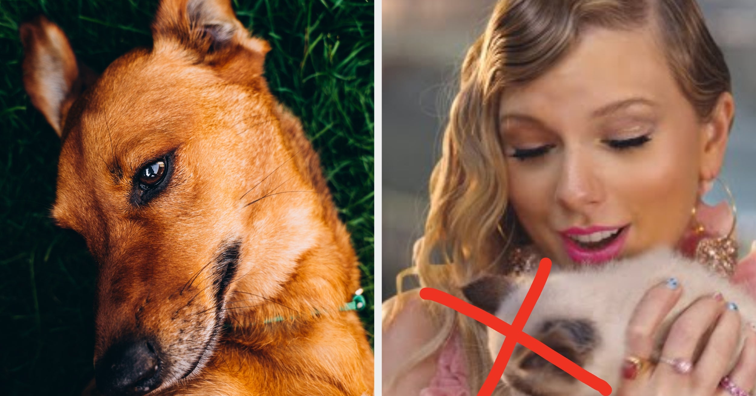 What animal do you think makes the best pet?