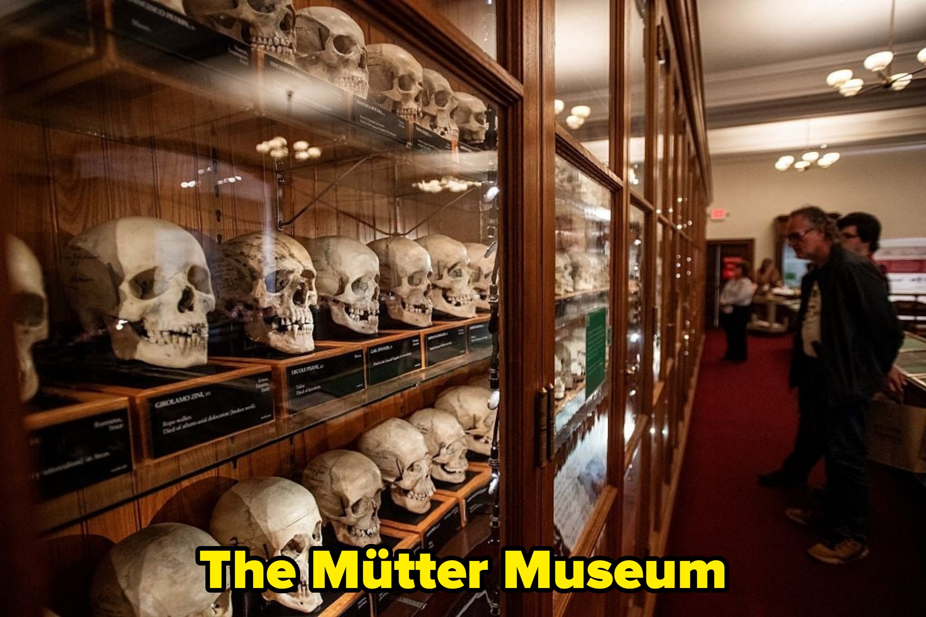Rows of quality  skulls displayed successful  solid  cabinets successful  a depository  setting, with radical   observing successful  the background