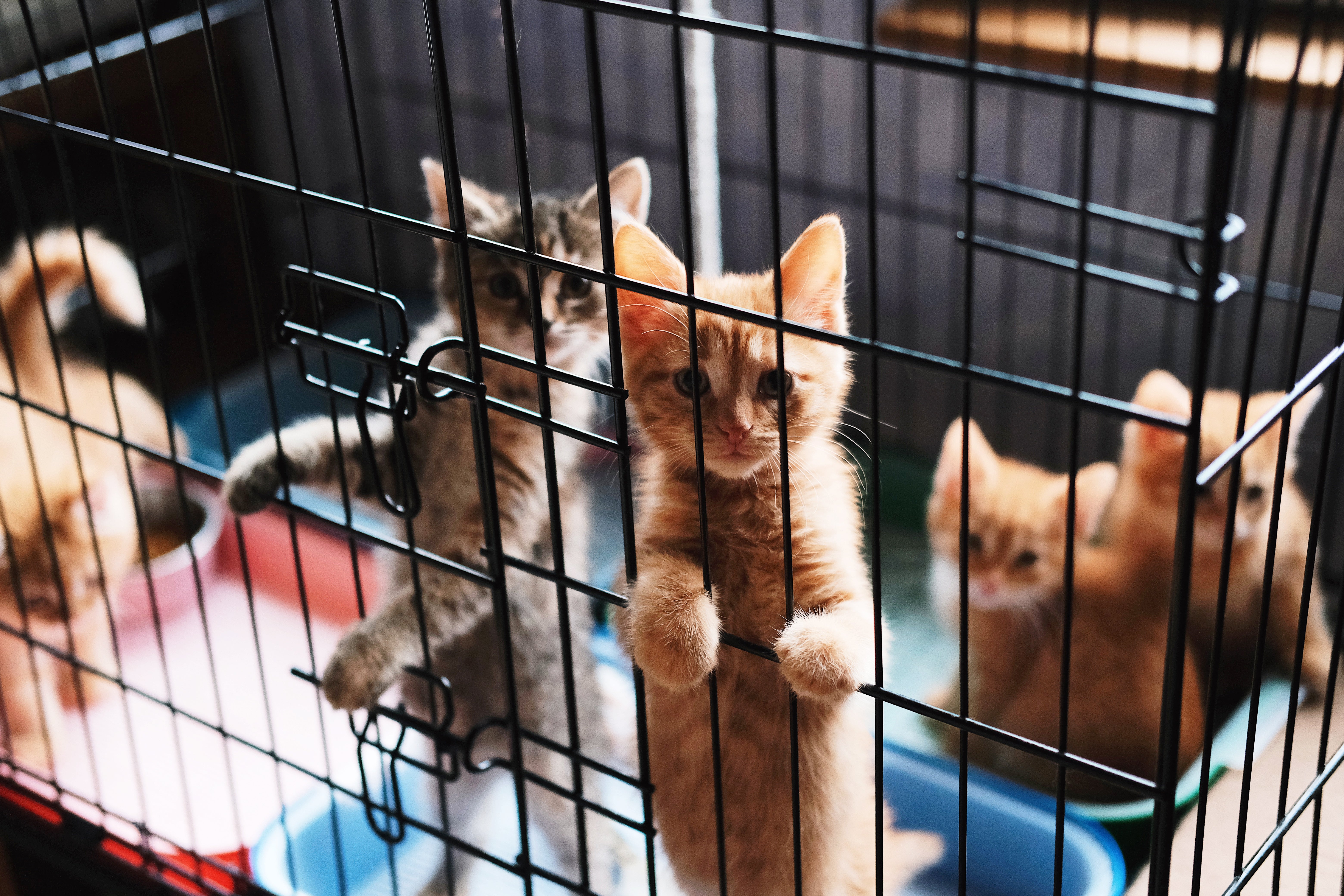 Kittens in a cage with paws on the bars, looking out. Several litter trays visible behind them