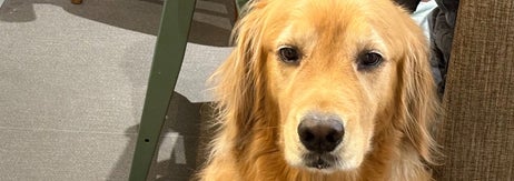 ゴールデンレトリバーが室内で座っている。リラックスした表情でカメラを見ている。