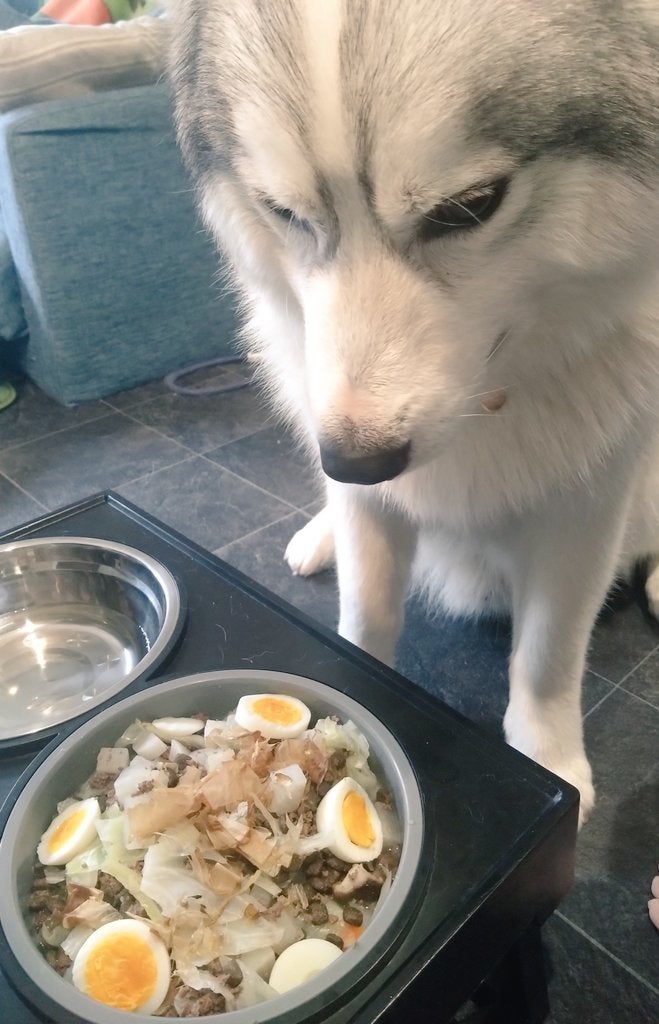 琥珀くんの普段の食事の様子。通常はこのようにお皿がセットされます／コハクヌシさんのX（@nikoniko_days）より