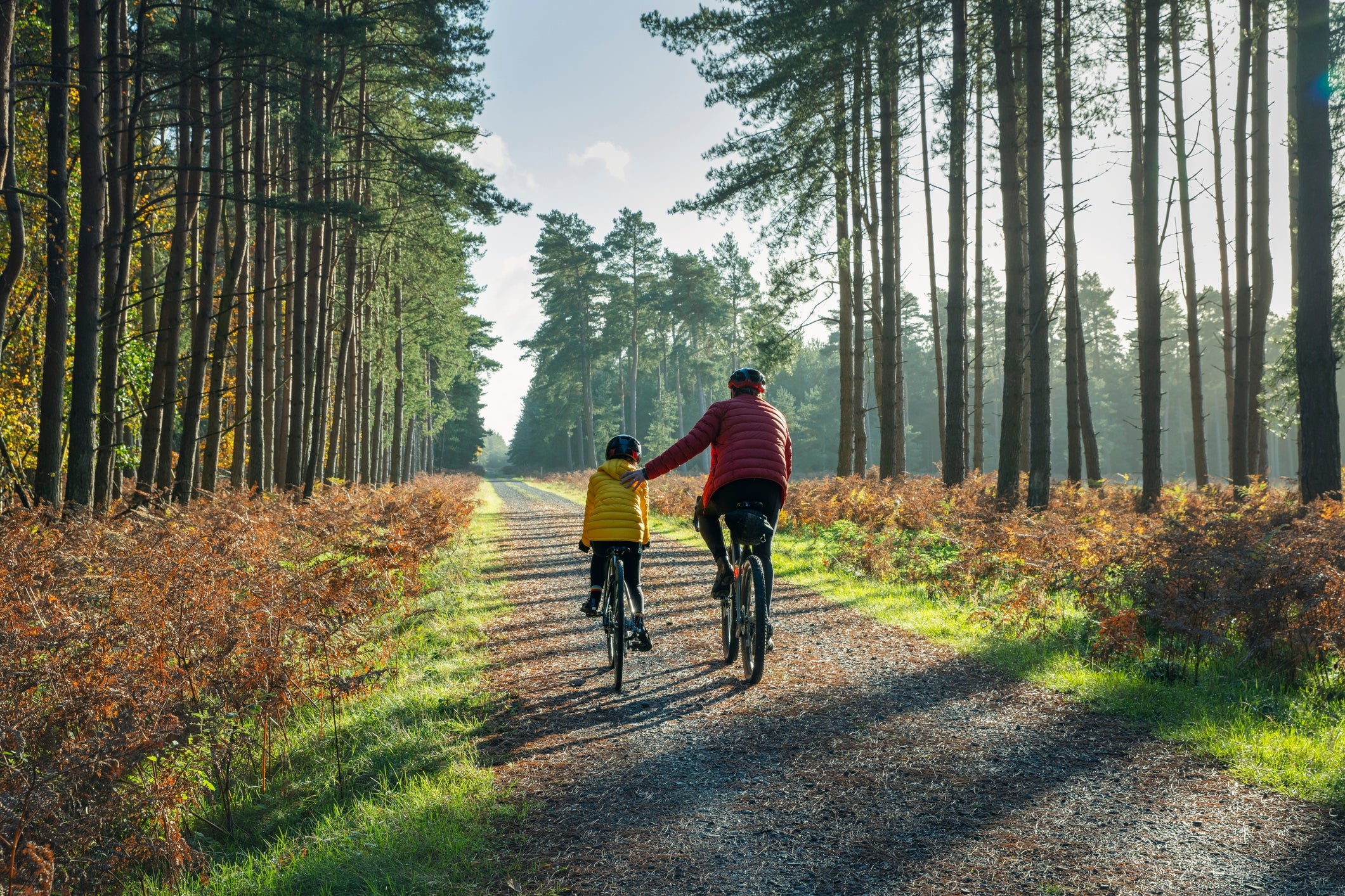 Two cyclists, an adult and a child, ride along a sunny forest path, surrounded by tall trees and ferns, enjoying a healthy outdoor activity