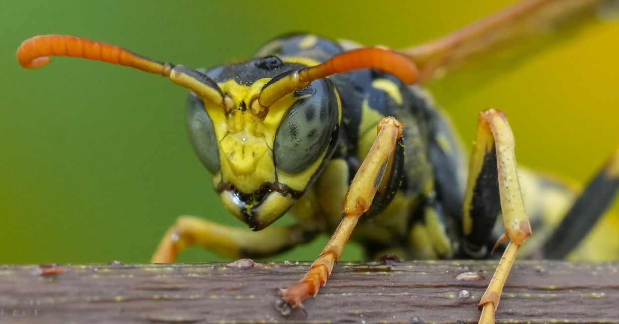 A Film Crew Is Following You Around All Summer, And You're...A Wasp?! Yeah, Let's See How This Ends