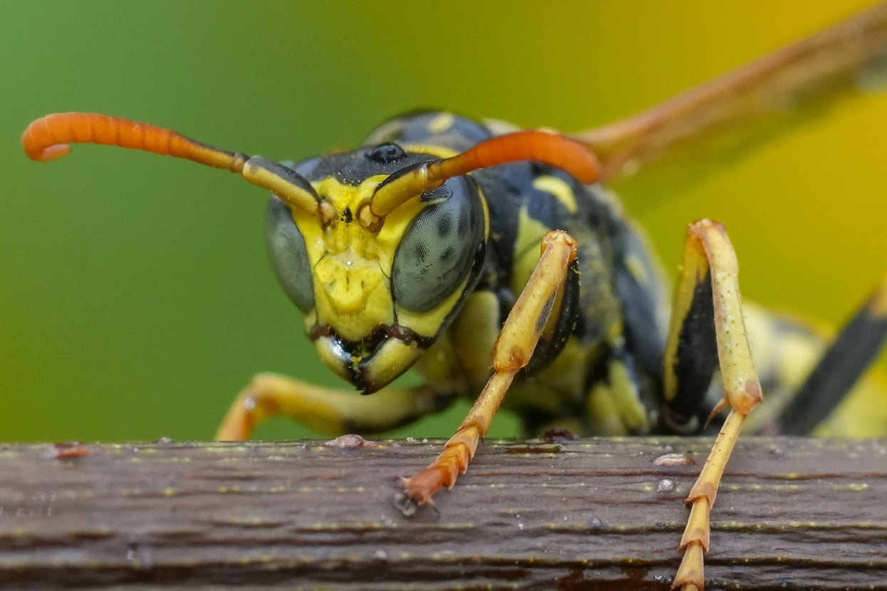Close-up of a wasp perched on a piece of wood, showcasing its intricate eye and antenna details