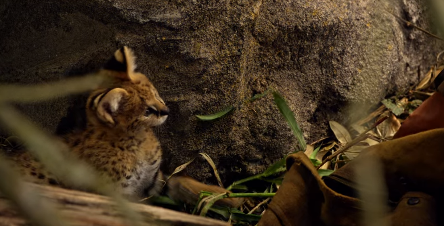 A small cheetah cub sits beside a rock, partially hidden by vegetation, looking to the left