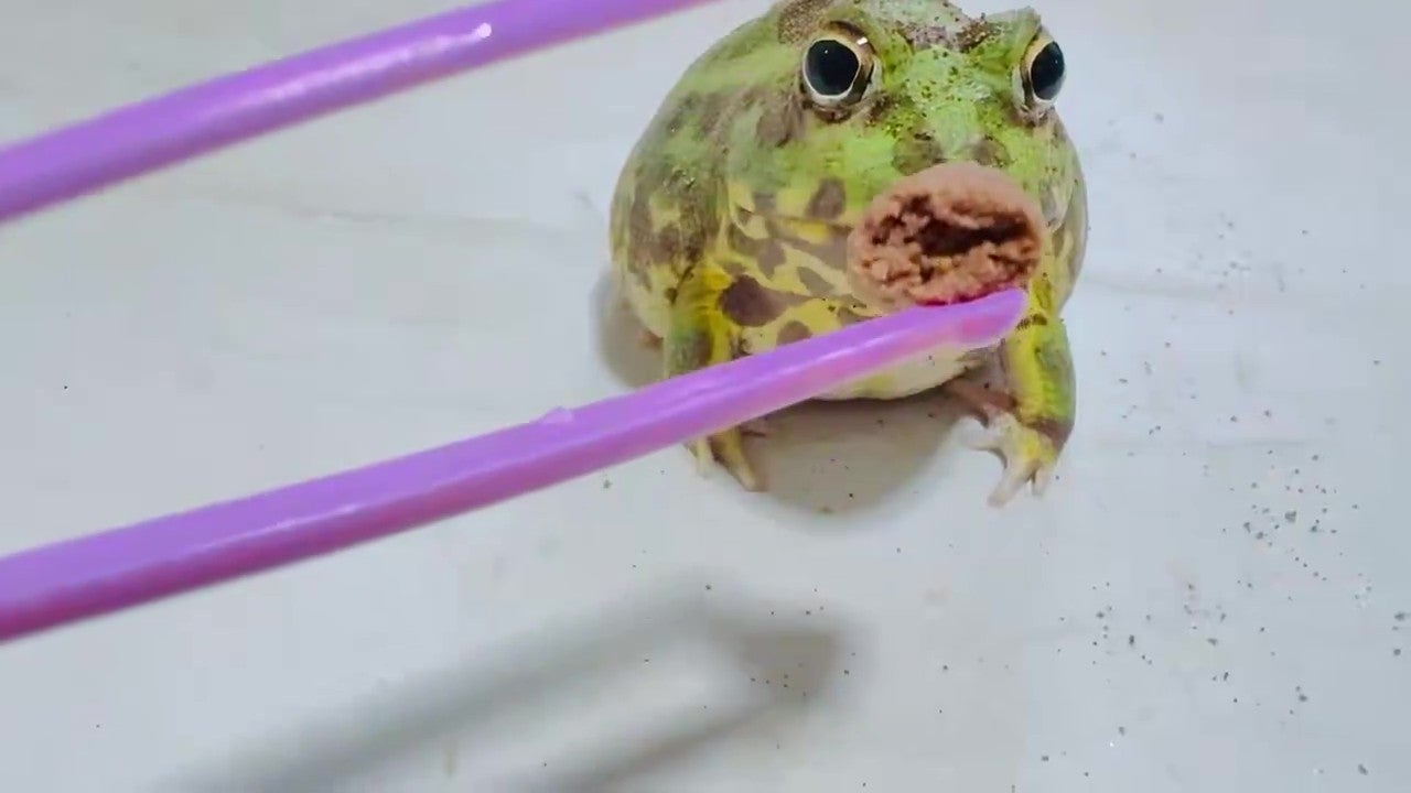 もう1粒差し出してみると（てらさんのXアカウントより）