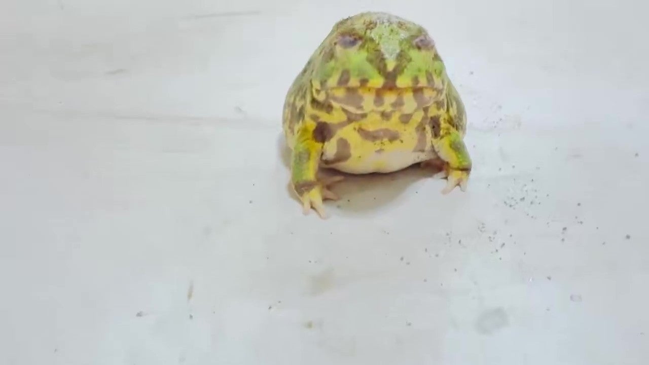 飲み込む時の表情がかわいい（てらさんのXアカウントより）