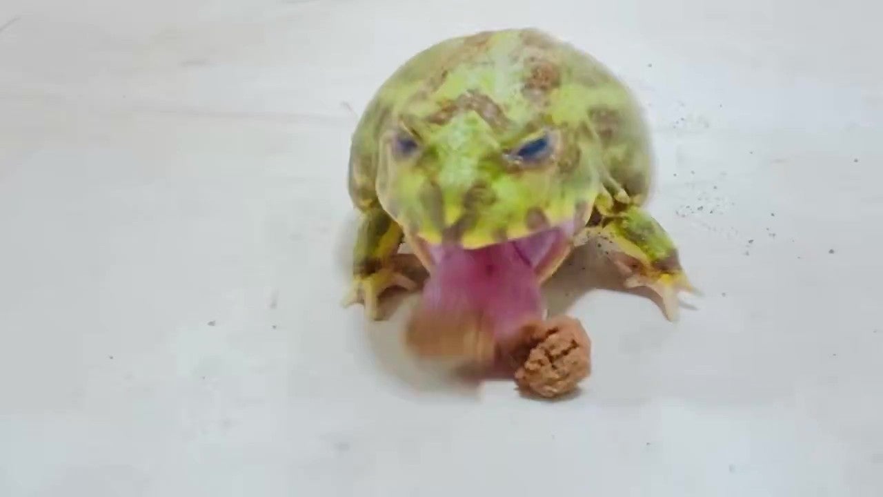 一気に食いつきました！（てらさんのXアカウントより）
