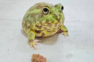 チャコガエルと1粒のエサ(てらさんのXアカウントより)