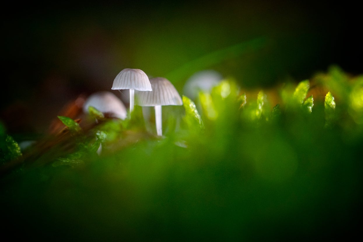 Small mushrooms surrounded by lush greenery in a close-up forest scene