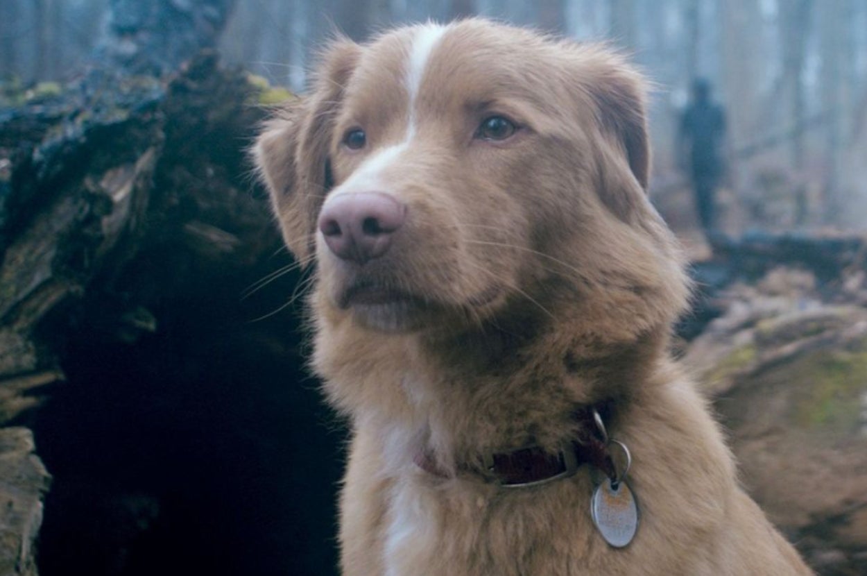 A fluffy dog with a collar stands alert in a wooded area, looking into the distance near a log
