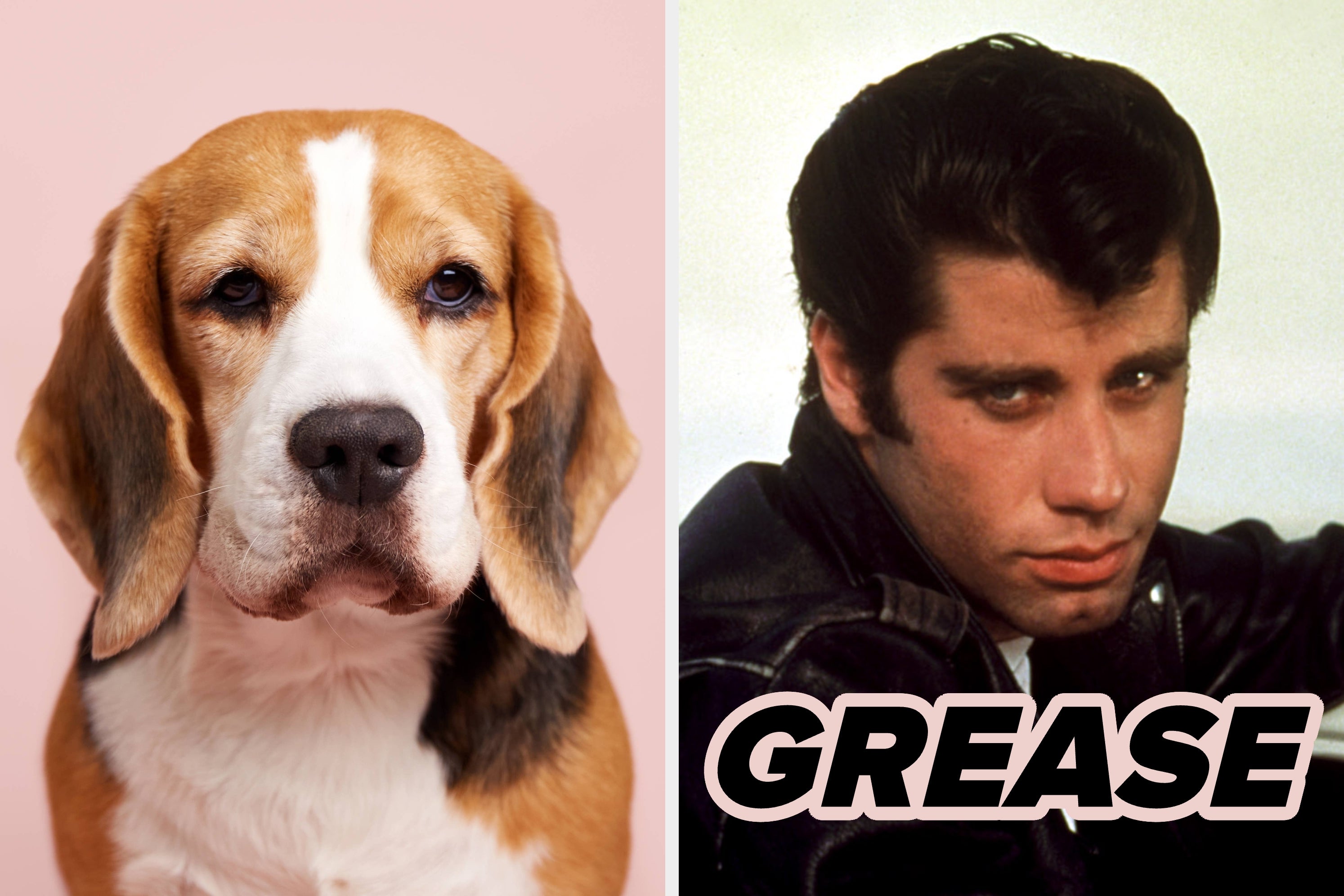 Choose A Film From Each Decade And We'll Reveal Which Dog Breed You Are