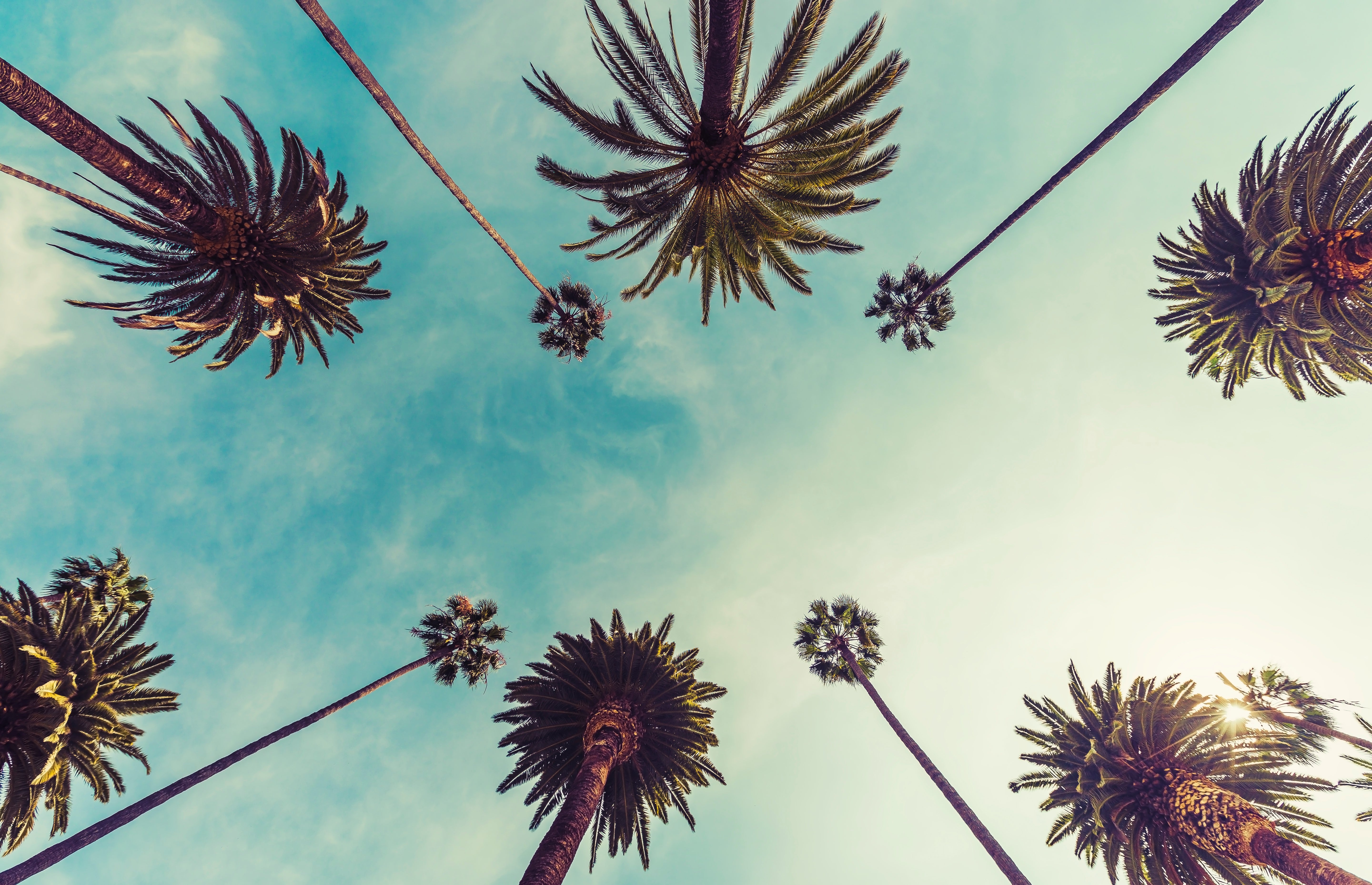 Upward view of tall palm trees against a clear sky, creating a relaxing and tropical atmosphere