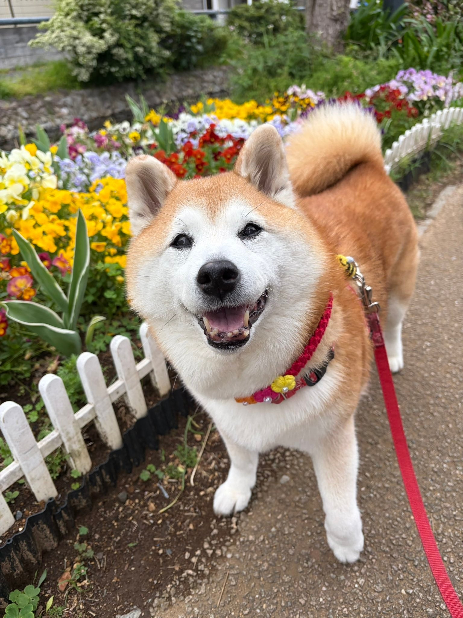キレイなお花とニコニコのまるちゃん（祥&amp;amp;柴犬のまるちゃんさんのXアカウントより）