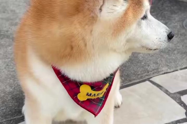 よそ見をしていたまるちゃんに（祥&柴犬のまるちゃんさんのXアカウントより）