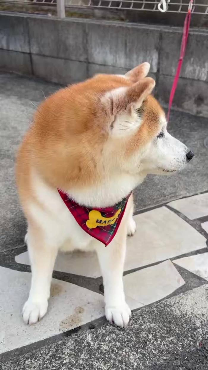 よそ見をしていたまるちゃん（祥&amp;amp;柴犬のまるちゃんさんのXアカウントより）