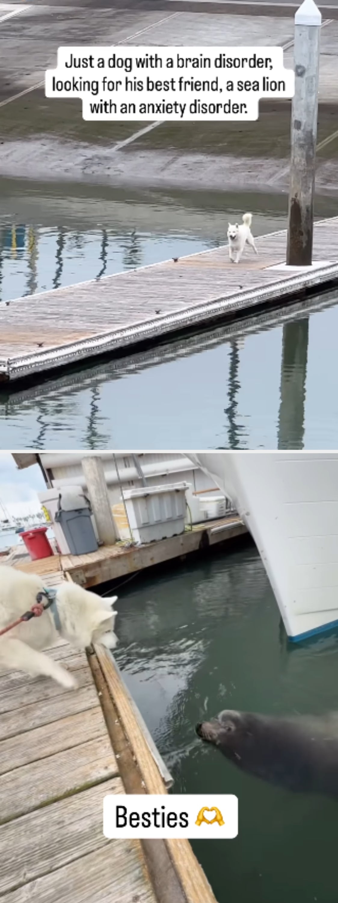 A dog with a brain disorder walks on a dock, text above reads: "Just a dog with a brain disorder, looking for his best friend, a sea lion with an anxiety disorder."