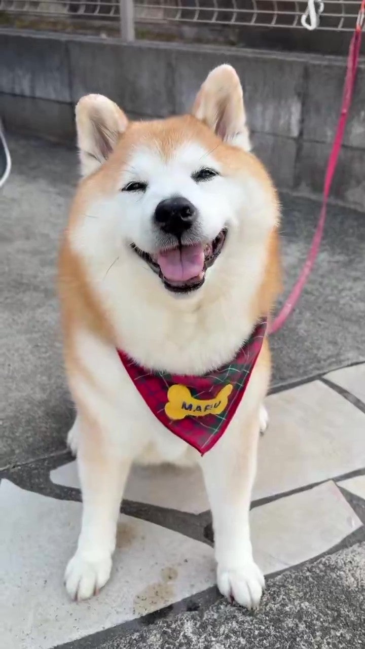 とってもかわいい笑顔を見せてくれました（祥&amp;amp;柴犬のまるちゃんさんのXアカウントより）