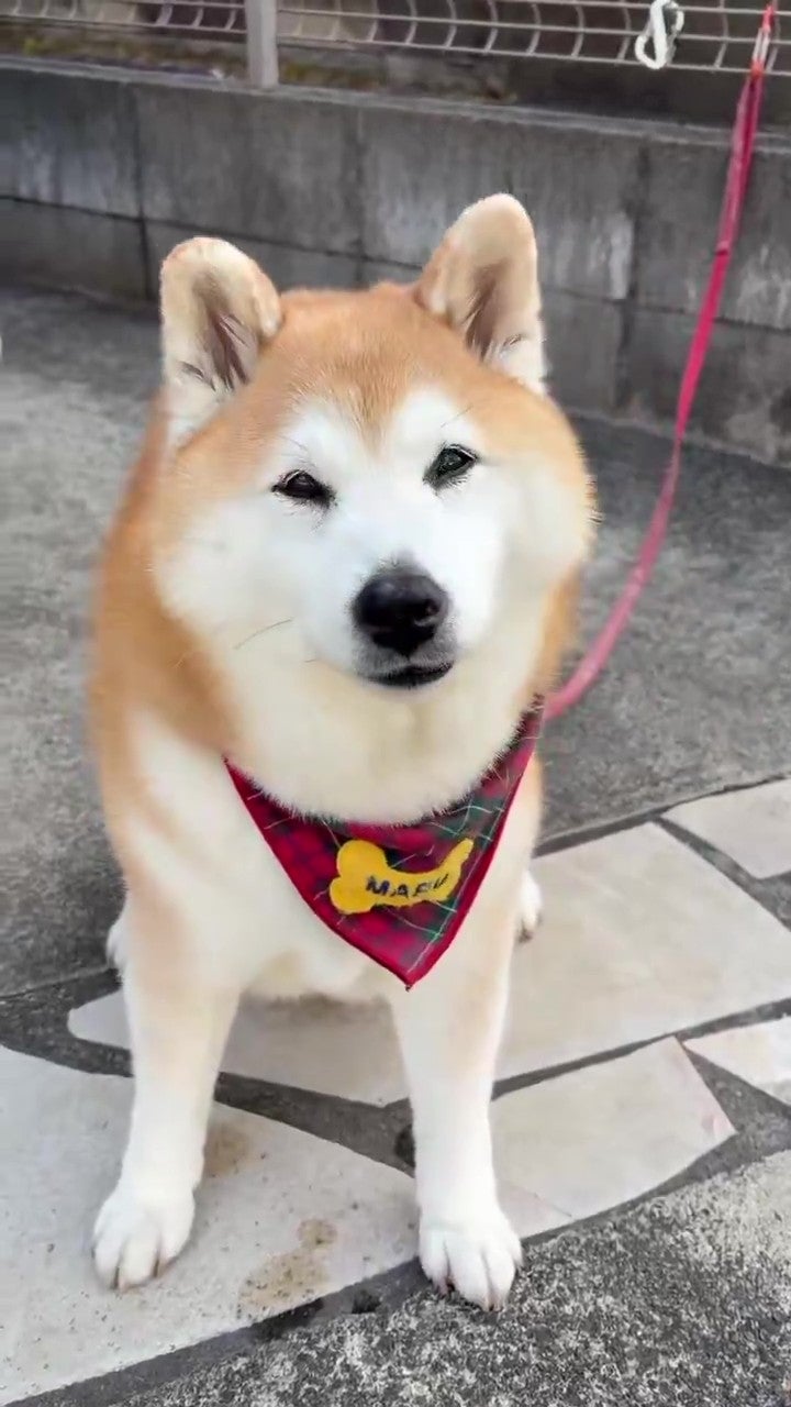 「いい顔して」とお願いすると……（祥&amp;amp;柴犬のまるちゃんさんのXアカウントより）