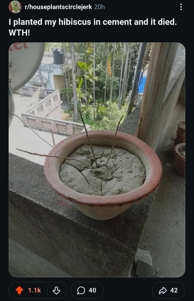 A potted plant encased in cement with dead branches. Caption: "I planted my hibiscus in cement and it died. WTH!"