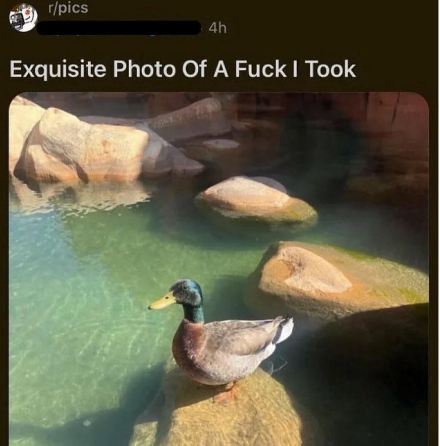 Duck standing in clear water among rocks, with humorous caption above
