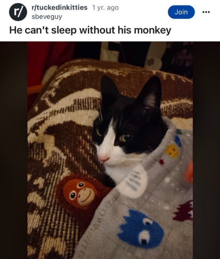 Cat snug under a blanket with a small monkey toy beside it. Text above says, "He can't sleep without his monkey."
