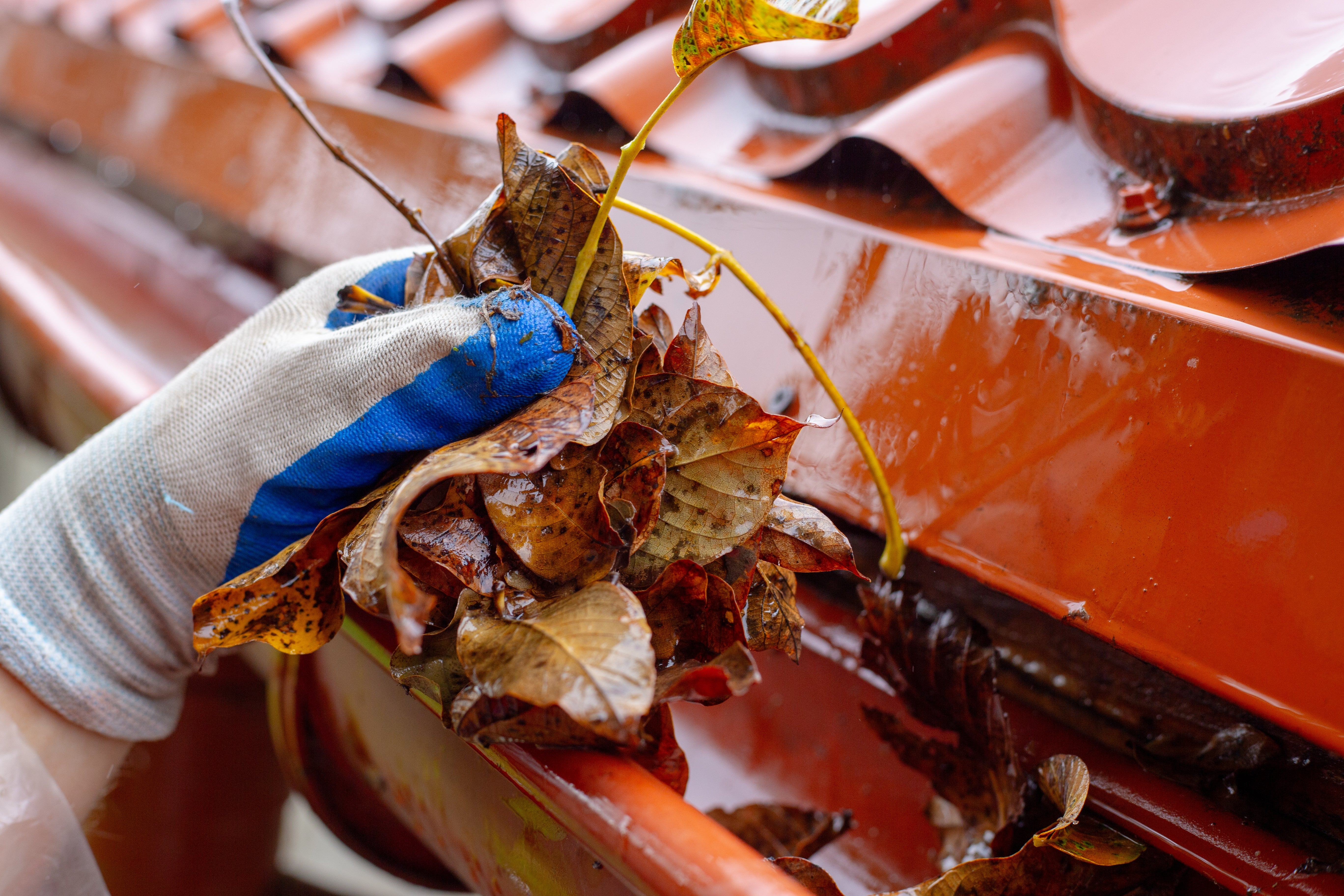 Gloved hand cleaning leaves from a rain gutter on a roof