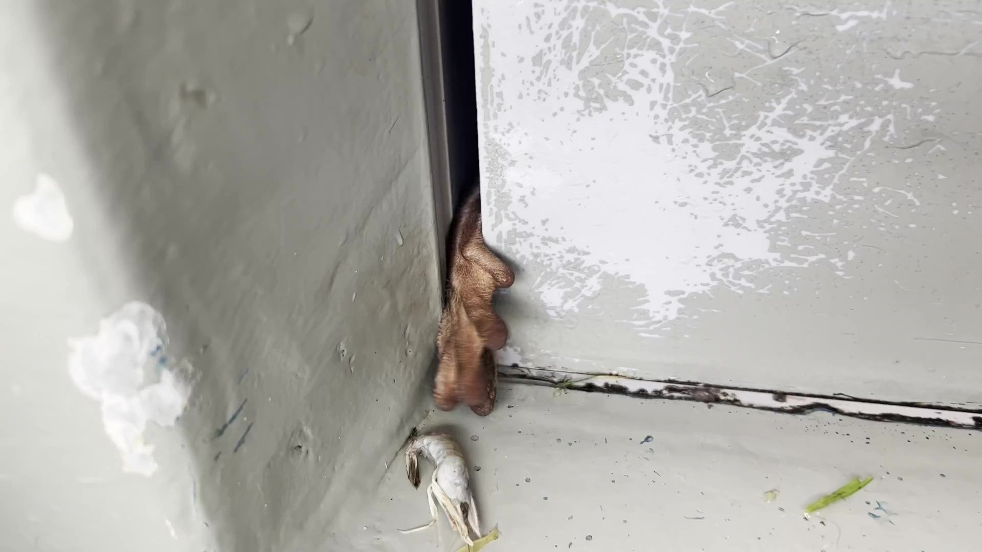 扉の隙間から小さな手が出ています（サンシャイン水族館のXアカウントより）
