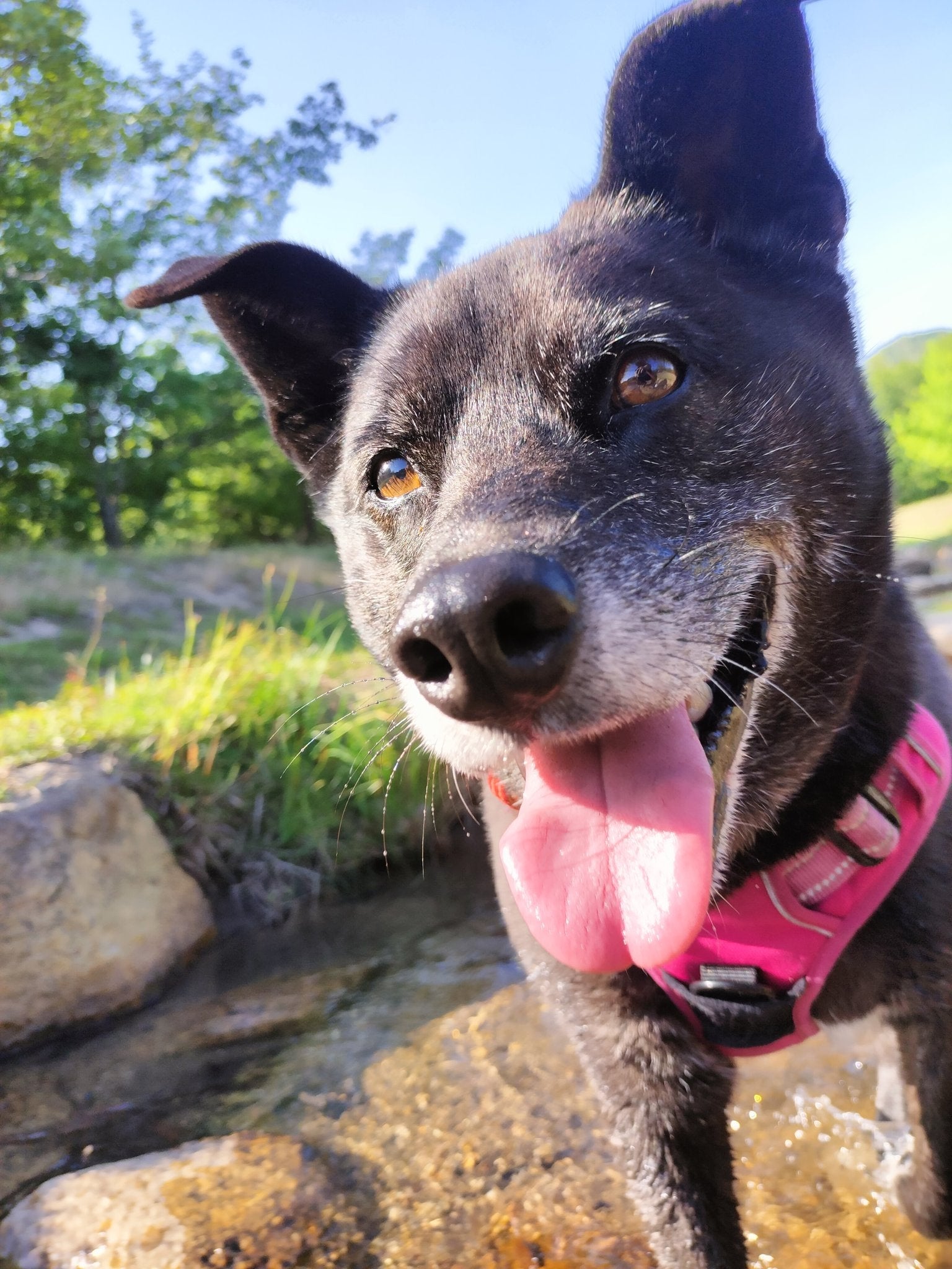 水辺でピンクのハーネスを着た黒い犬が楽しそうにしています。