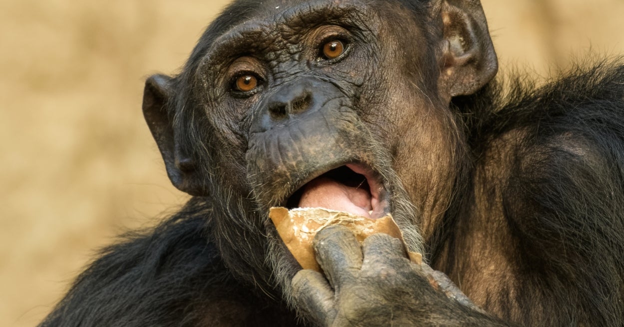 Which African Savanna Animal Are You? Make A Sandwich To Find Out