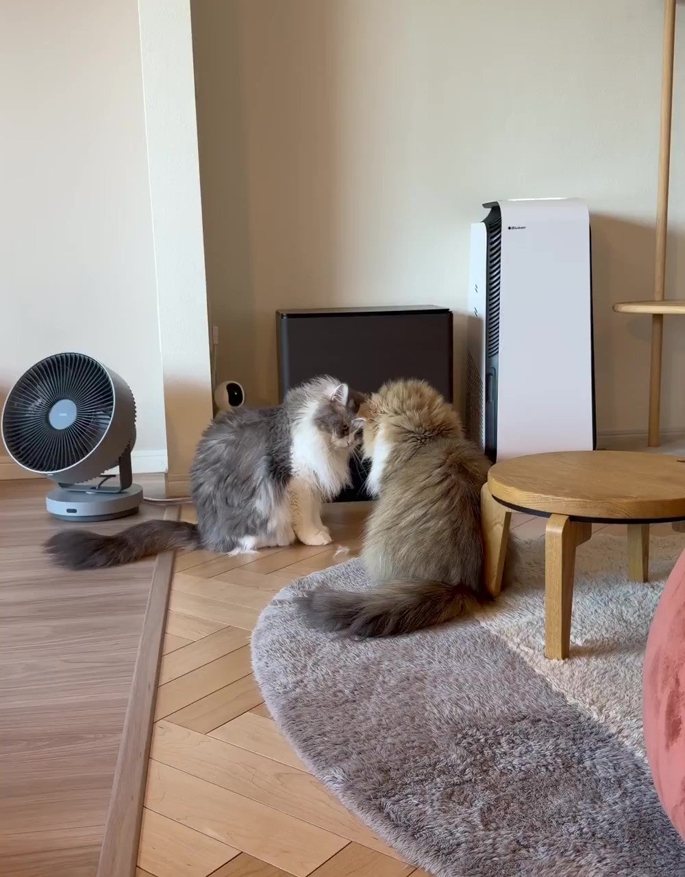 2匹の長毛猫が部屋の隅で向かい合って座っている様子。そばにファンと空気清浄機がある。