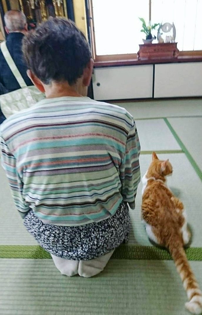 法事に参加する実家猫「ミント」くん（菊千代とmumさんのXアカウントより）
