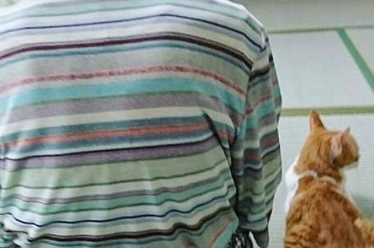 法事に参加する実家猫「ミント」くん（菊千代とmumさんのXアカウントより）