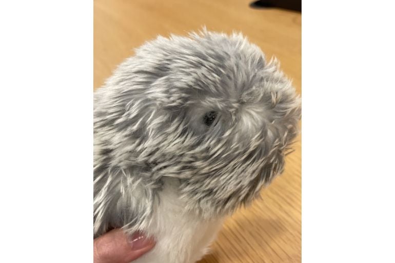 カシオ「モフリン」をレビュー！“6万円ペットロボット”をオフィスに