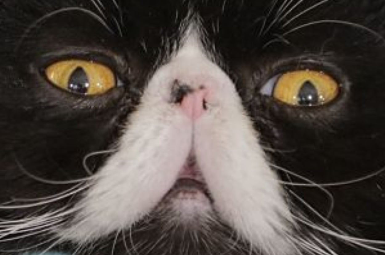 Plan A Perfect Day At A Cat Cafe And We'll Tell You Exactly What Type Of Cat You'd Be
