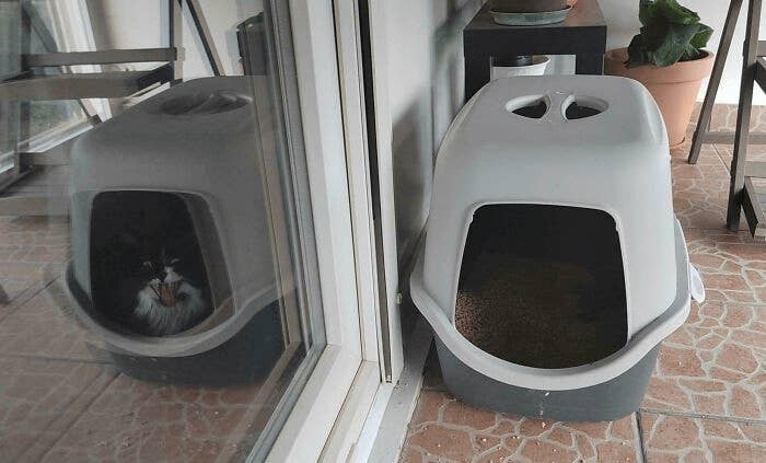 Kucing di dalam kotak kotoran tertutup di samping kotak kosong yang identik, keduanya ditempatkan di balkon